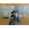Carburateur GasGas 250 TXT 2001