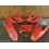 Kit plastique BETA 250/300 X-TRAINER 2015-2019