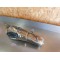 Silencieux BMW F 650 ST