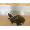 Protection de tableau de bord BMW F 650 ST
