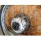 Roue arrière Motobécane AV88