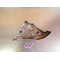 Carénage cache cadre gauche HYOSUNG GV 125 AQUILA 47221HG5100