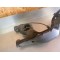 Bras oscillant + moyeu Ducati 1100 Hypermotard