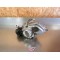 Moteur complet Honda 50 Amigo 