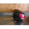 Top case + support SHAD Suzuki 600 Bandit