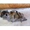 Moteur Can-Am 400 OUTLANDER EFI 2010 