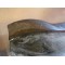 Kit protection carbone Fourches/Echappement trial TRS