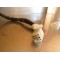Compteur Derbi 50 Fenix